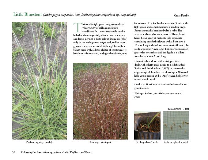 Sample page about the grass species 'Little Bluestem'
