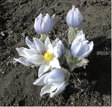 Prairie Crocus flowers with Ladybird Beetle