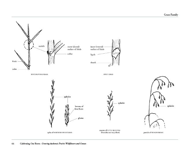 Sample page with illustrations of grass plant characteristics