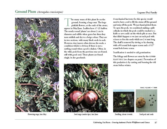 Sample page about the forb species 'Ground Plum'