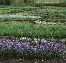 Native Plant Seed Plots